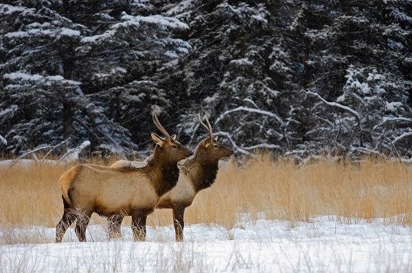 Canada-Alberta-Banff National Park Female elks in snowy field